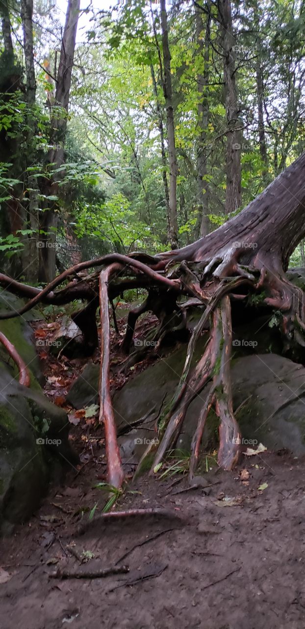 Crawling over the rock