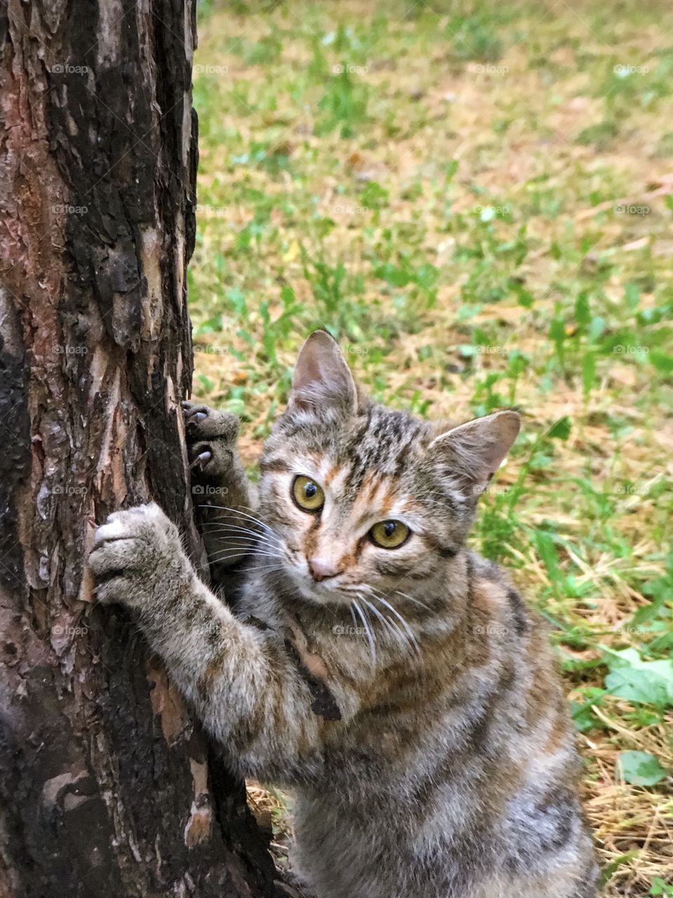 striped cat with green eyes sharpens its claws on a pine tree