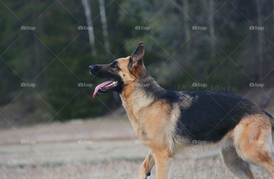 German Shepherd