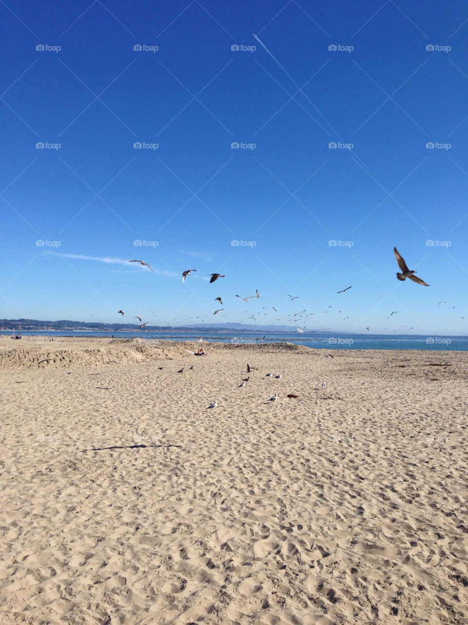 beautiful day flock a seagulls capitola santa cruz by fiji79