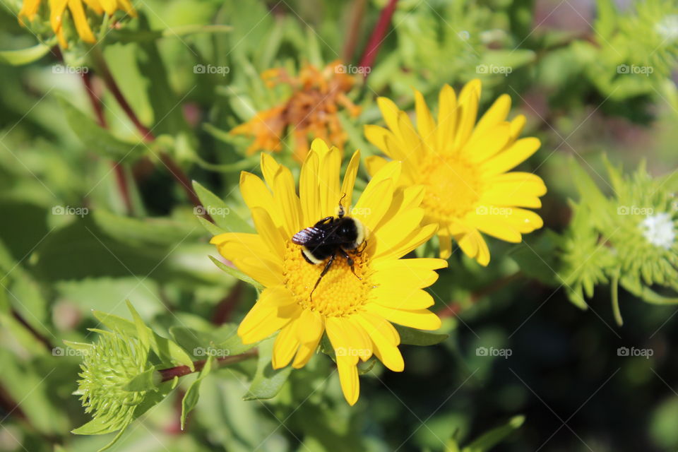 Bumblebee on yellow daisy