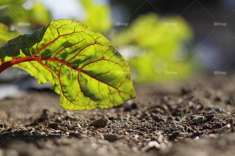 Red Chard