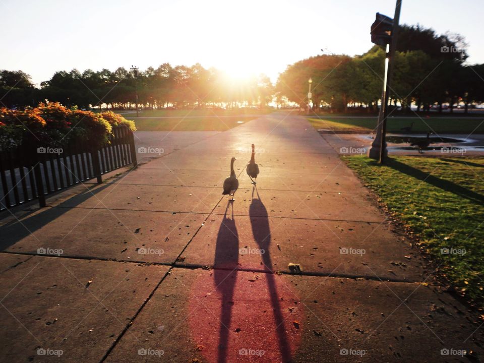 Two gooses walking towards the sunrise together like an old couple.

Chicago, USA