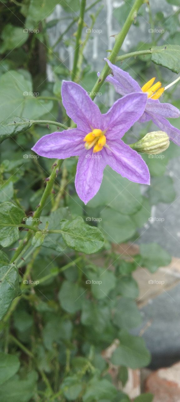 Solanum trilobatum