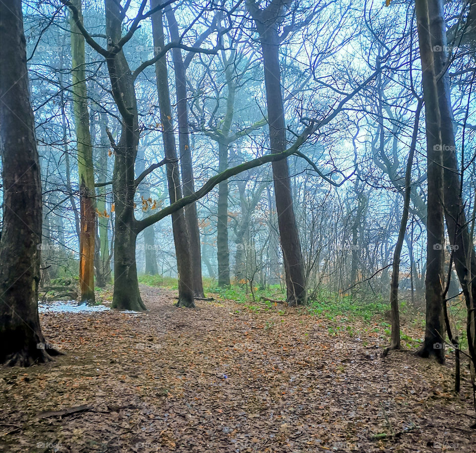 Scottish foggy forrest