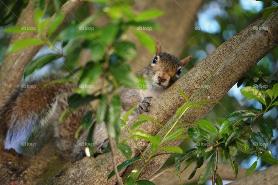 squirrel posing