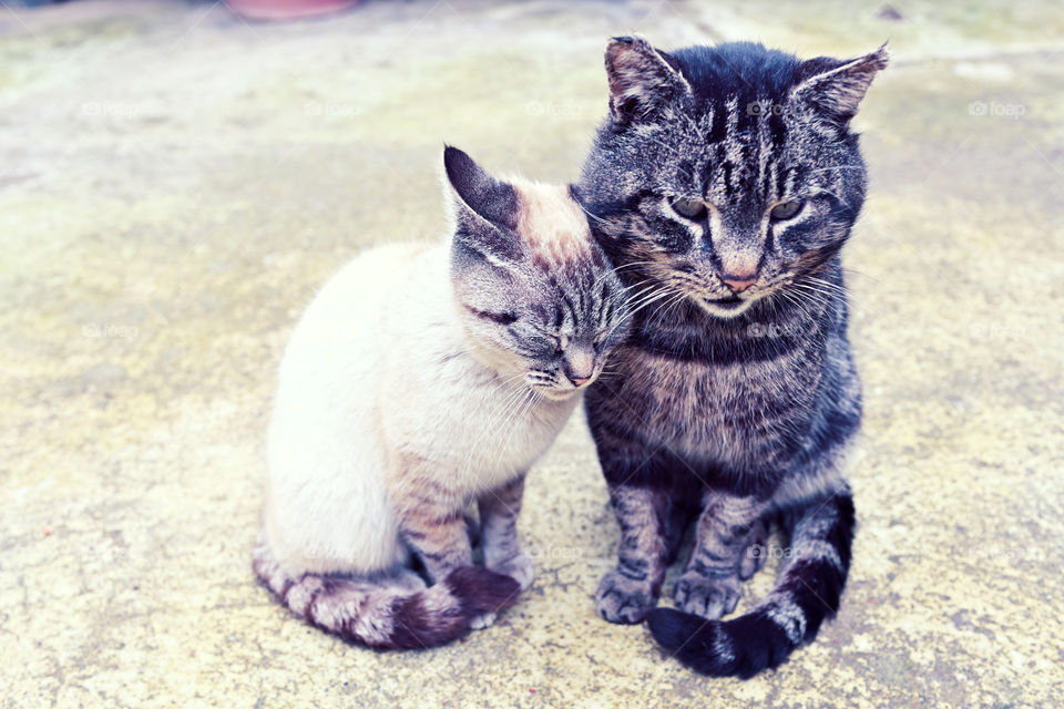 Kitten purring her beloved cat