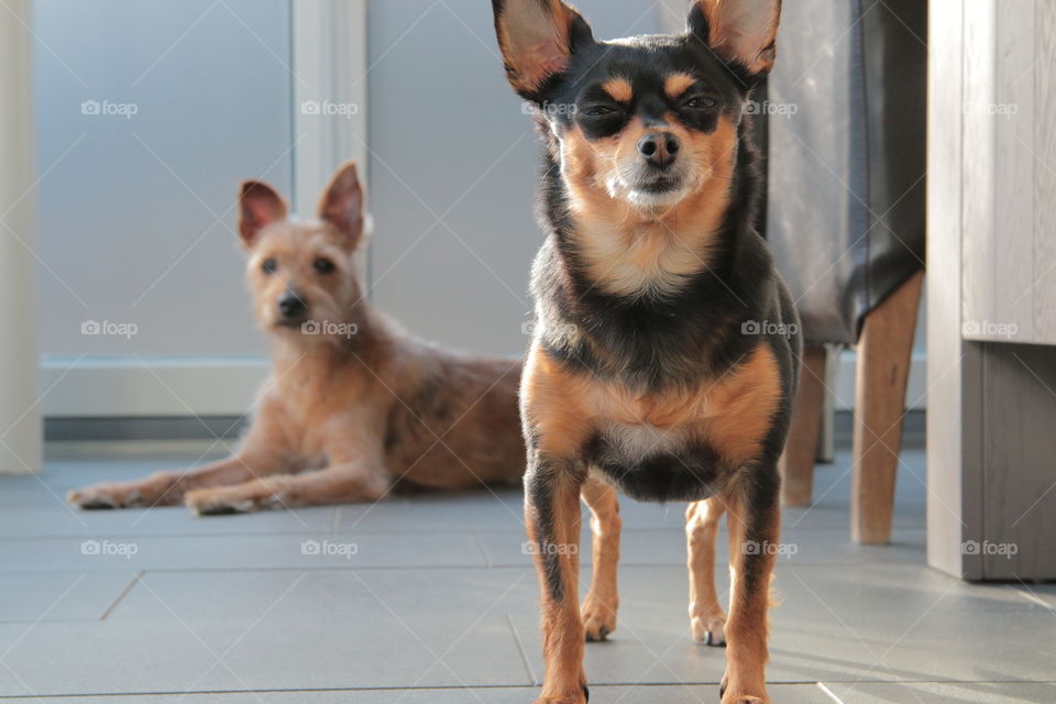 Chihuahua. Meet Maddy and Harrie.
I really - really - really love my dogs! I took this photo in summer '15.