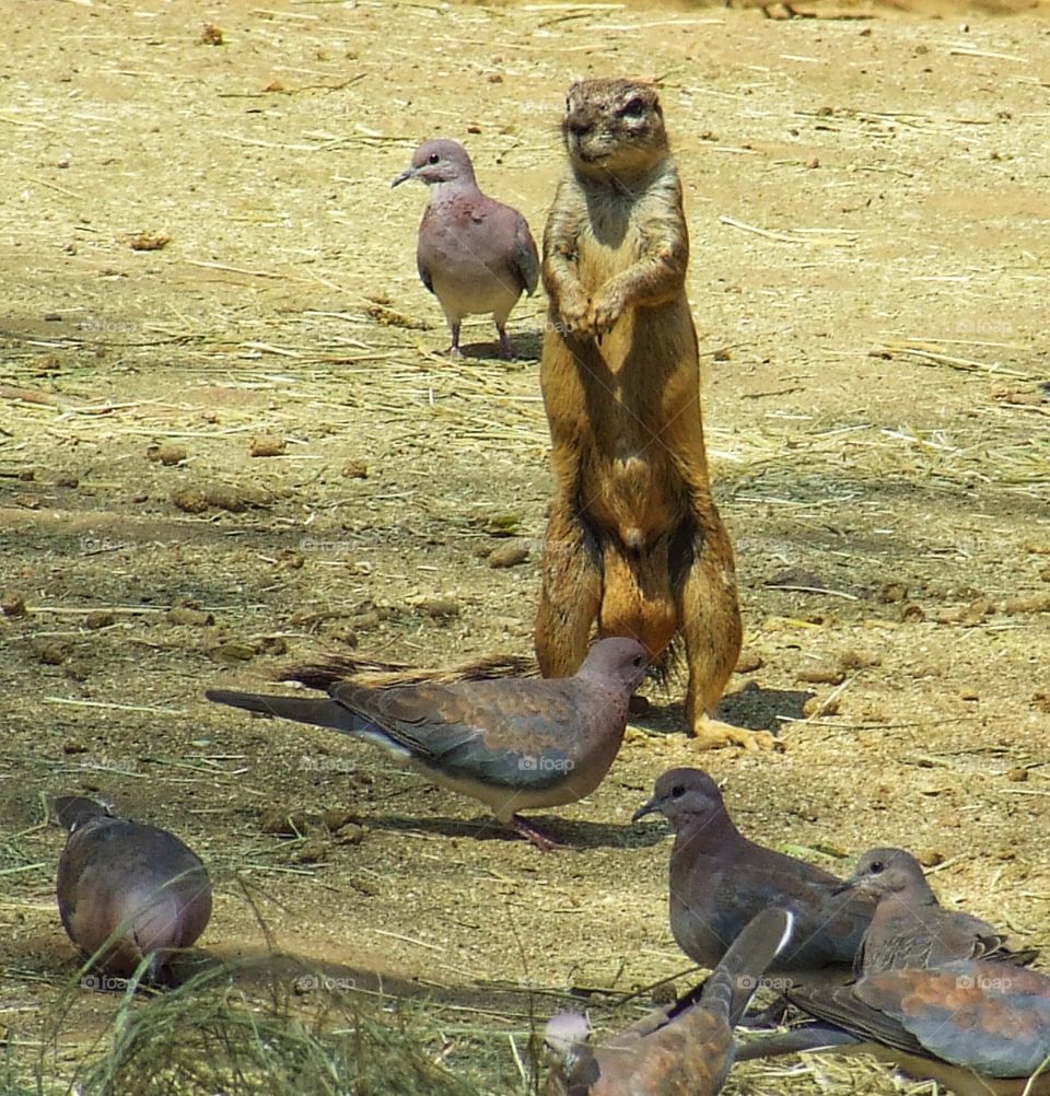 Prairie dog amongst the pigeons