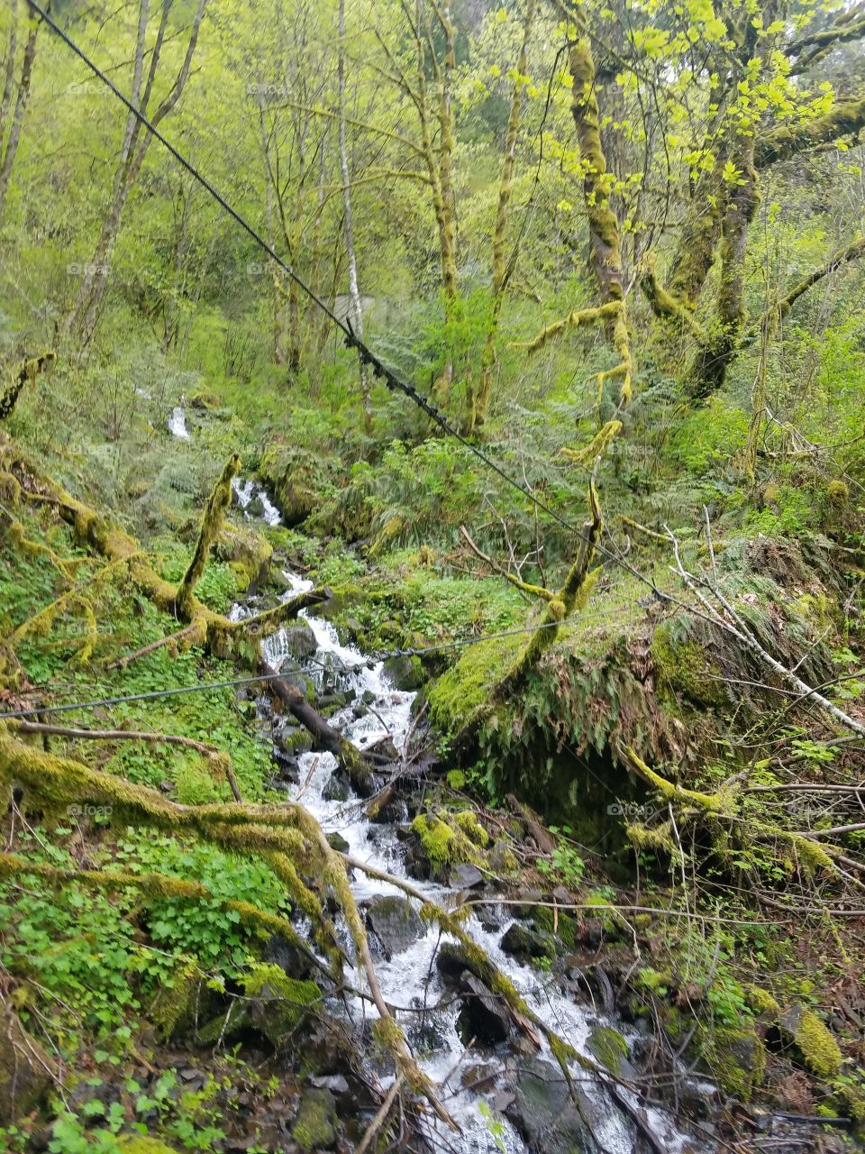 Wood, Nature, Landscape, Water, Tree