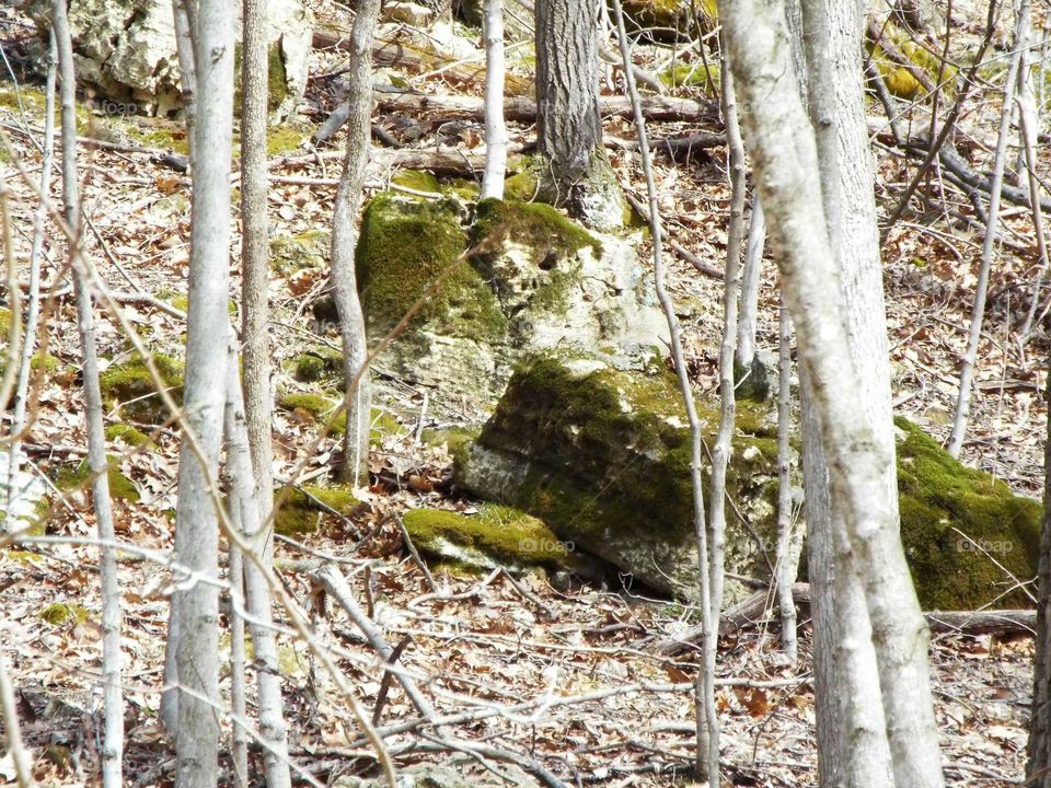 Walking into the woods