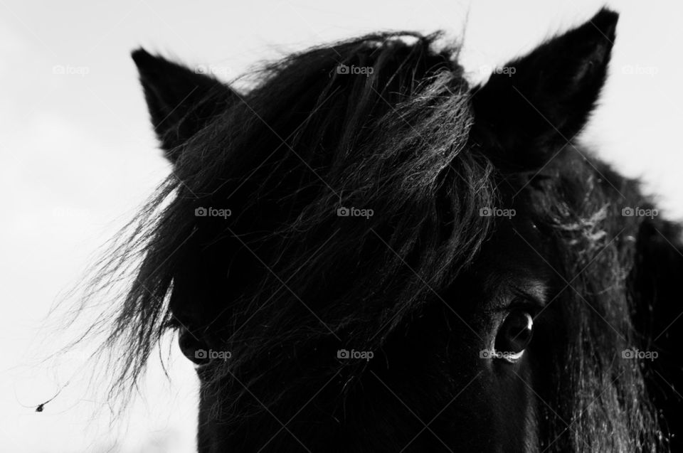 Horse Portrait