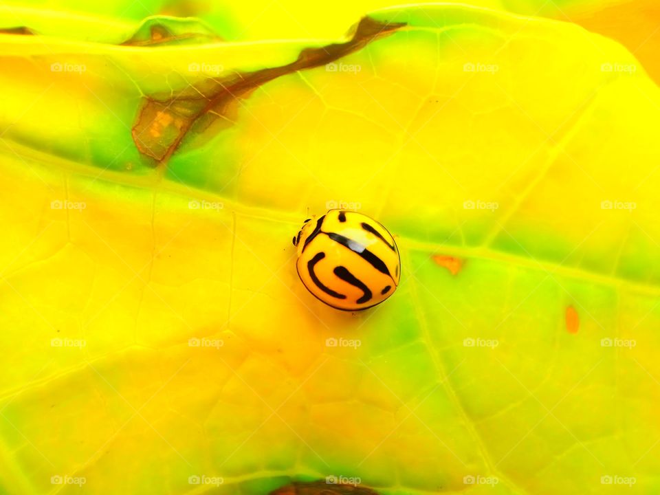 Ladybug's Moods of Autumn