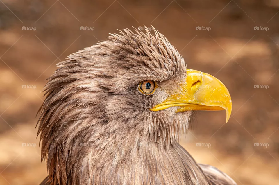 águila