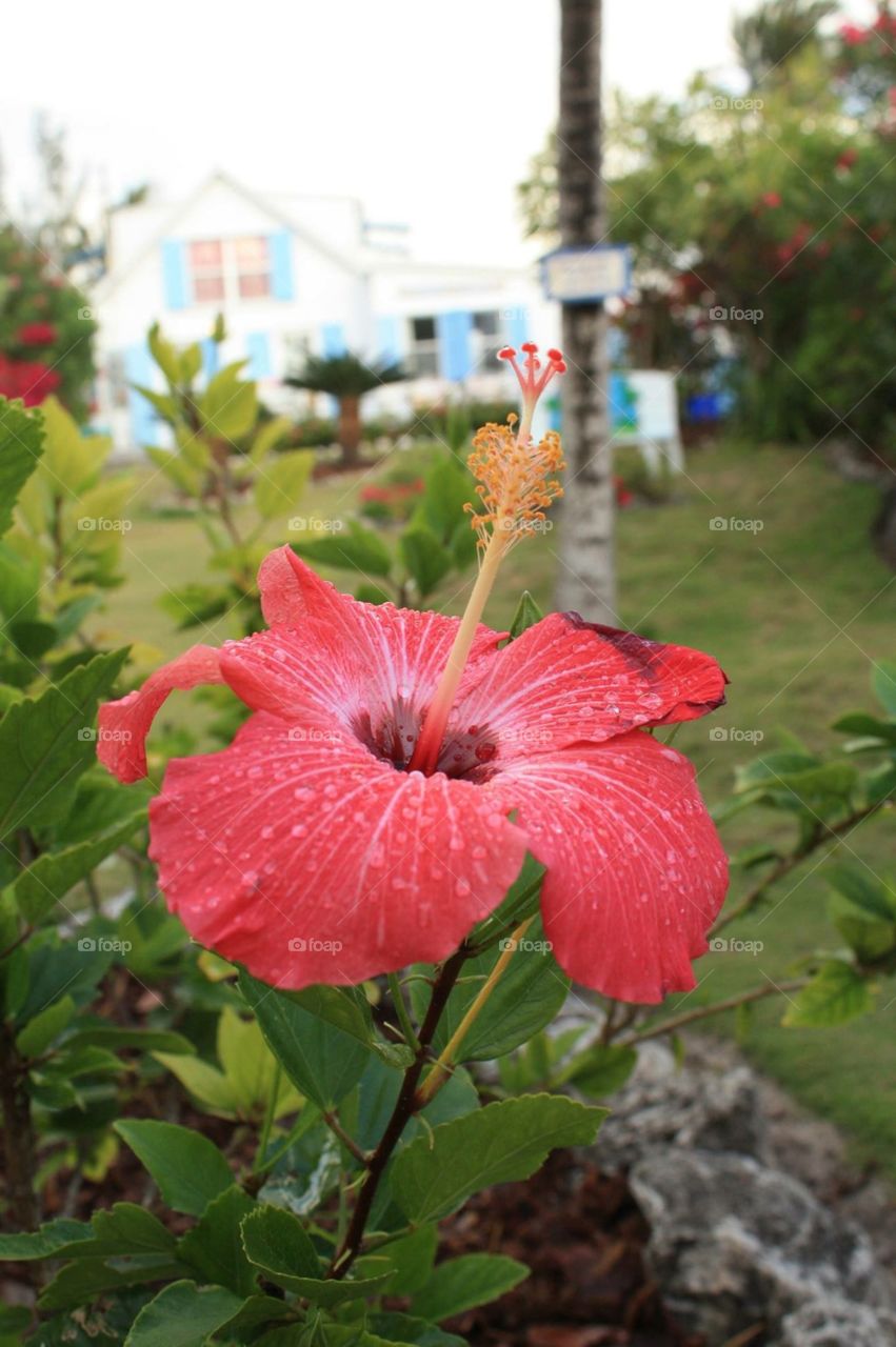Pink flower. Bahamas flower with beach house behind