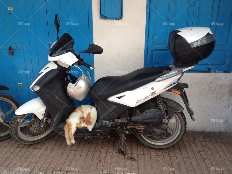 Cat on moped, Morocco