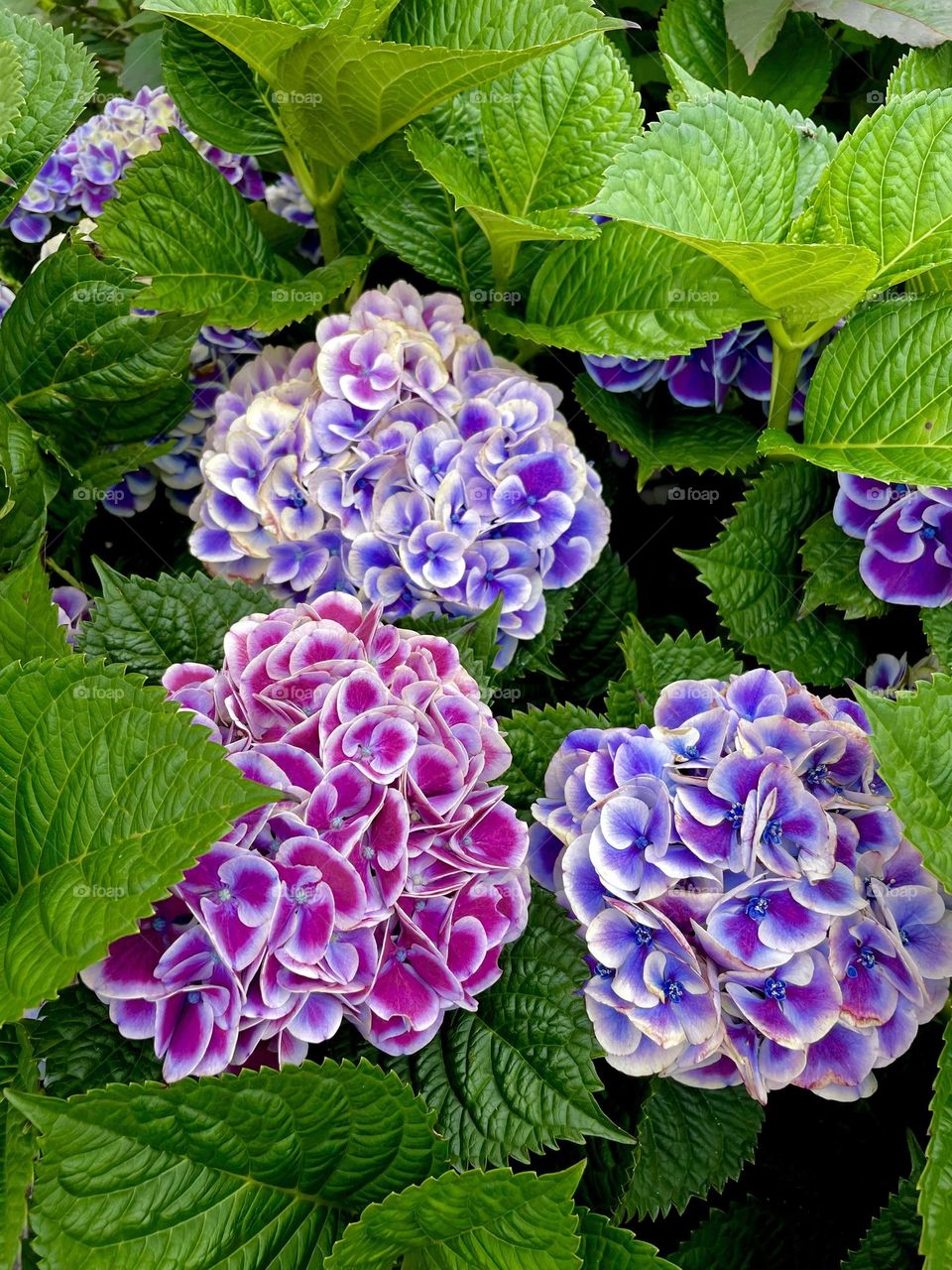 Hydrangeas a’blooming 