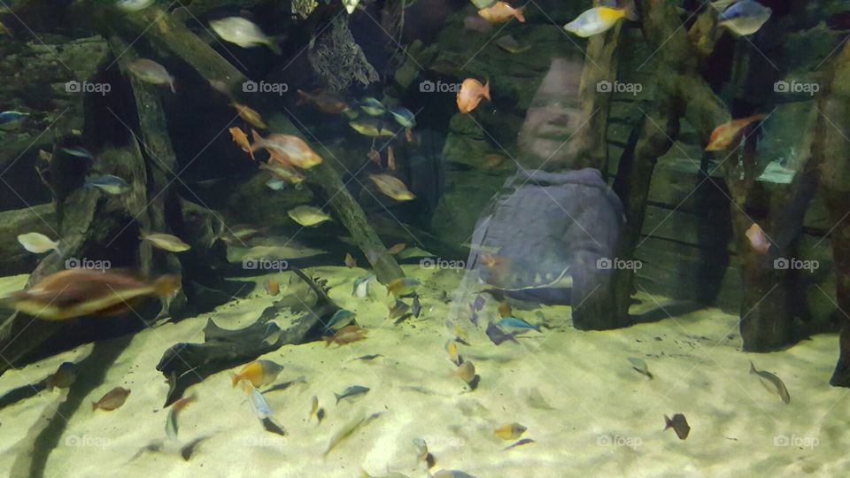 Happy baby girl discovering the underwater world at the aquarium.