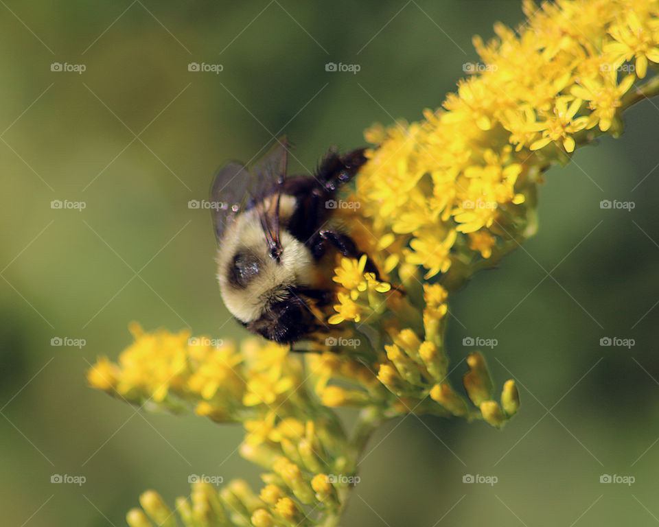 Bee polinating yellow goldenrod