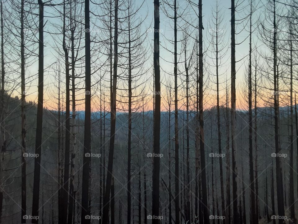 Indian Cheif Limpy Territory