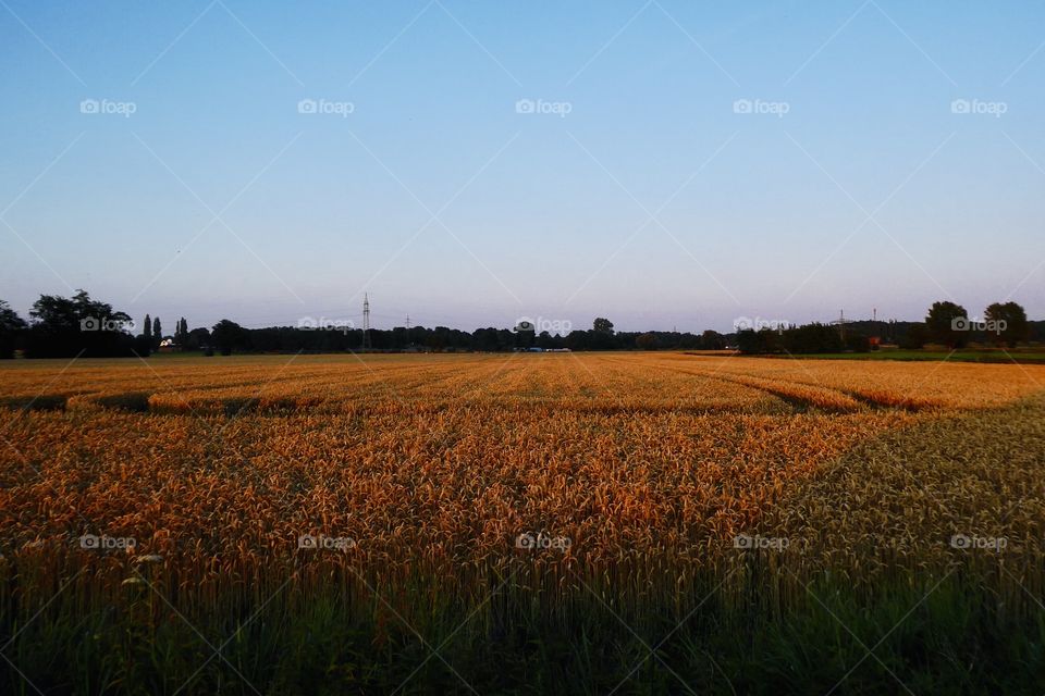 Cornfield at the golden hour