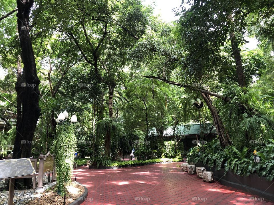 The green color stories, The temple in the forest 