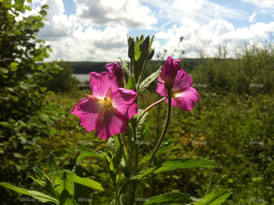 Flower