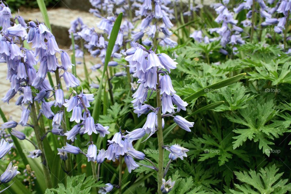 beautiful floral splendor