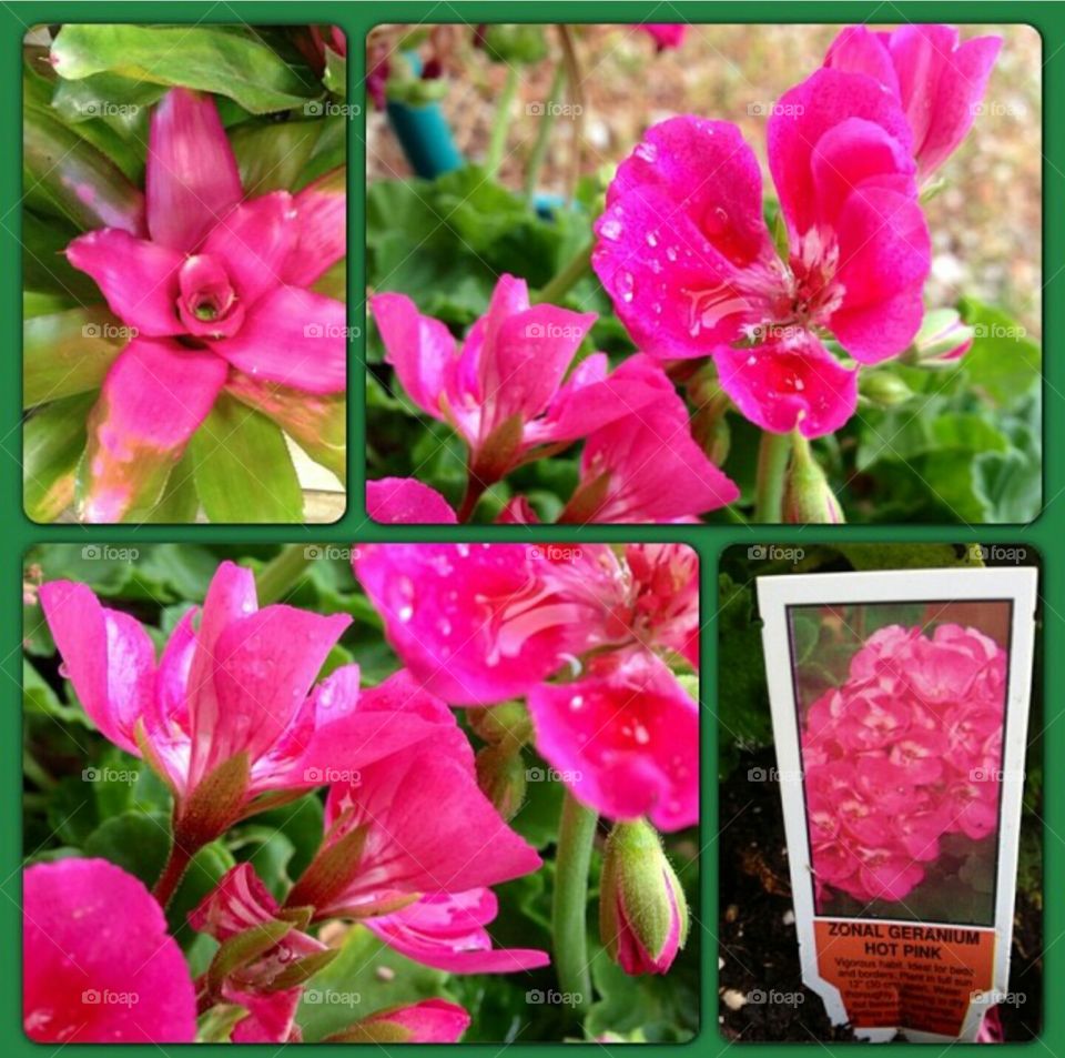 collage of pink flowers