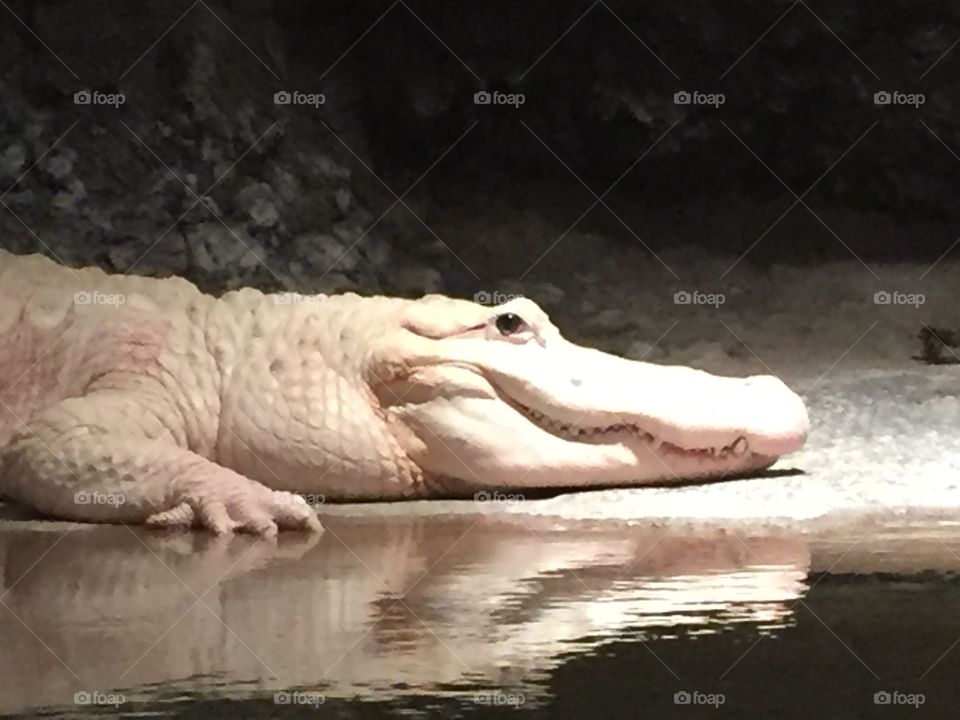 White Alligator 