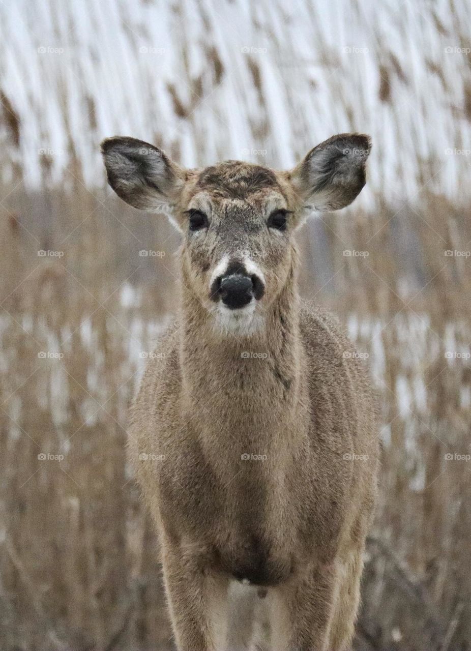 Cute deer camouflaged in front of brown grass