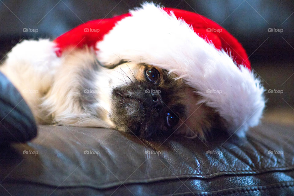 Cute dog wearing a Santa hat.