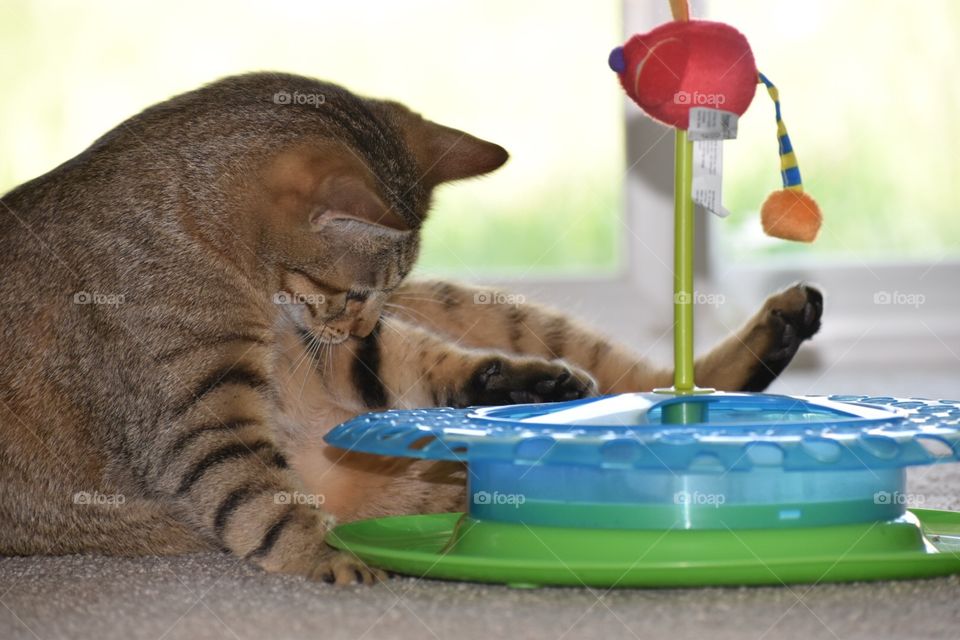 Cat playing 