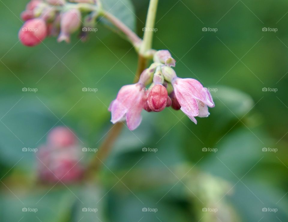 Flowers are the decoration of the earth. Flowers are the decoration of summer. Without flowers, earthly life would lose its charm altogether. Flowers are the smiles of the sun...