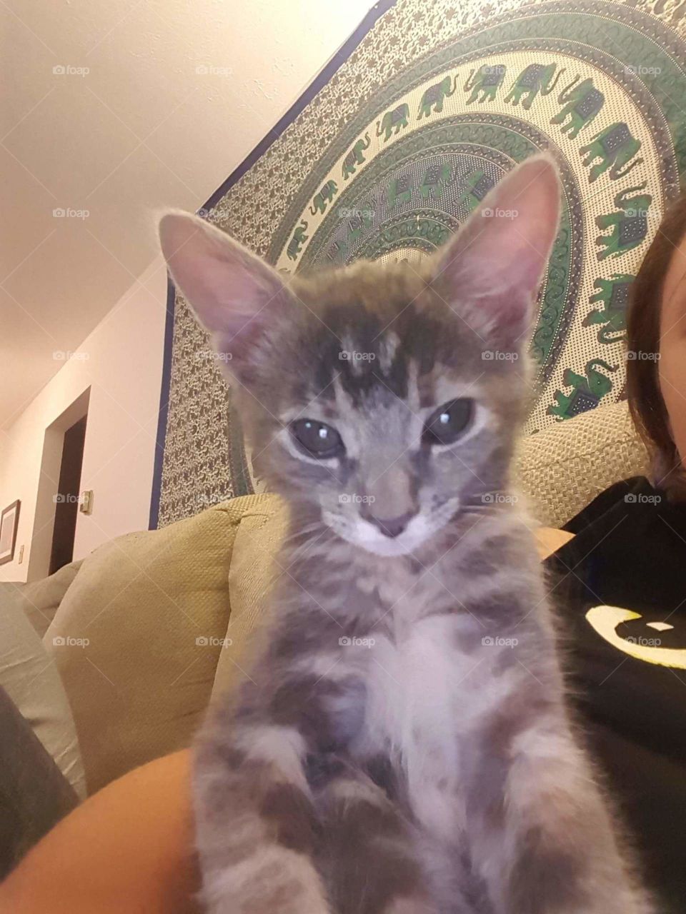 kitty selfie 1