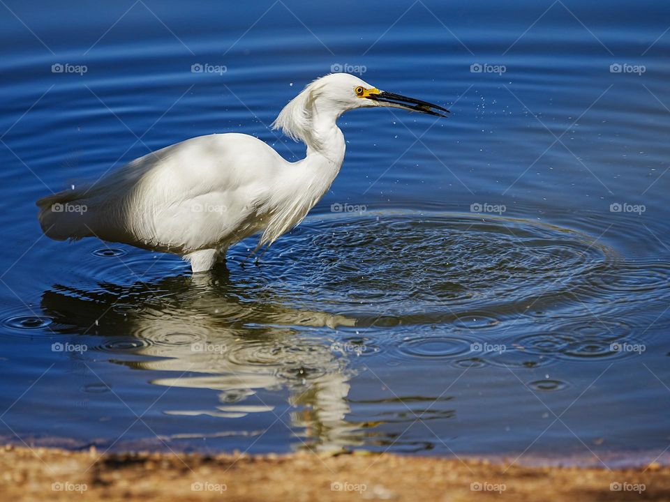 A snowy egret keeps its eyes open for a passing fish