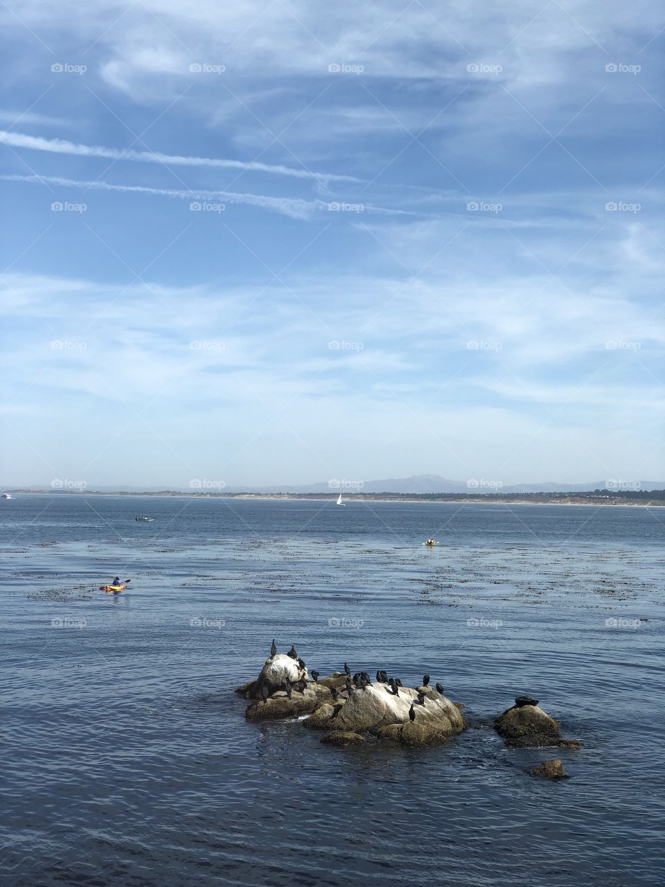 Birds on a Rock
