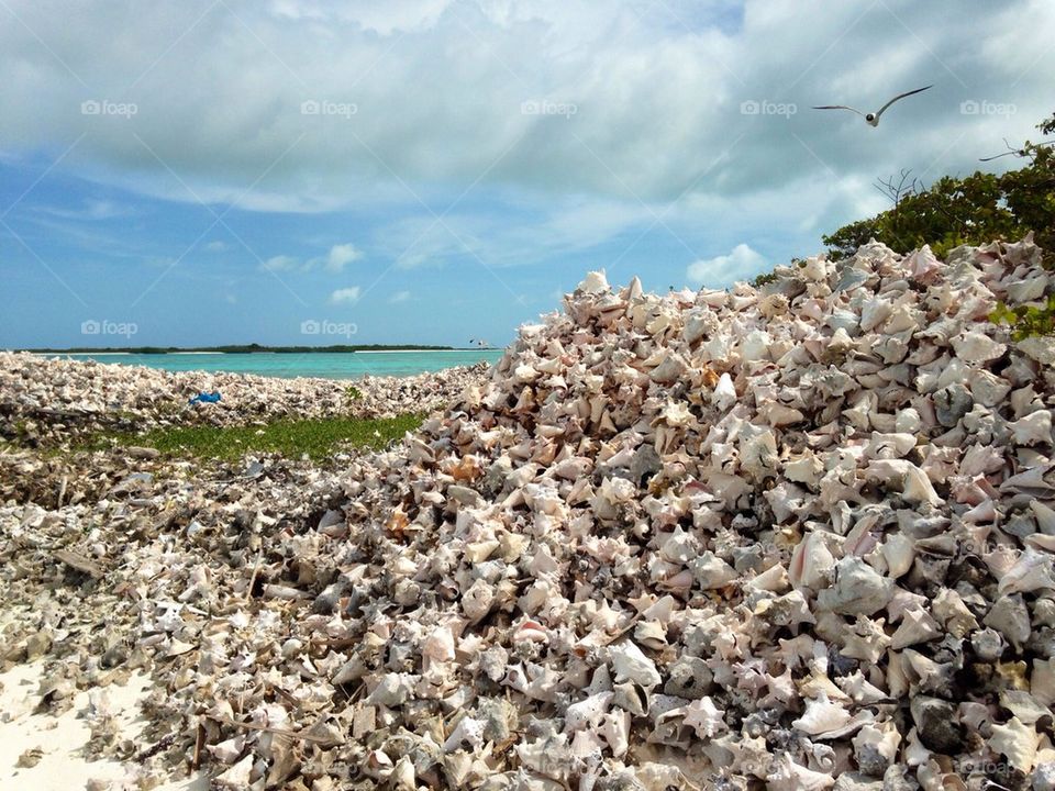 Seashells on the seashore