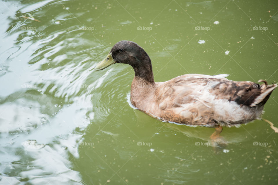 View of a duck in water