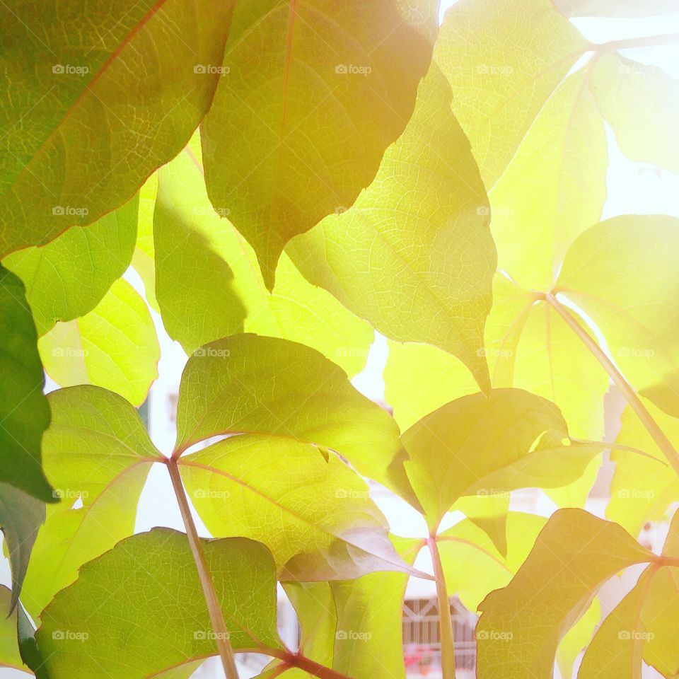 green leaves with sunshine 
