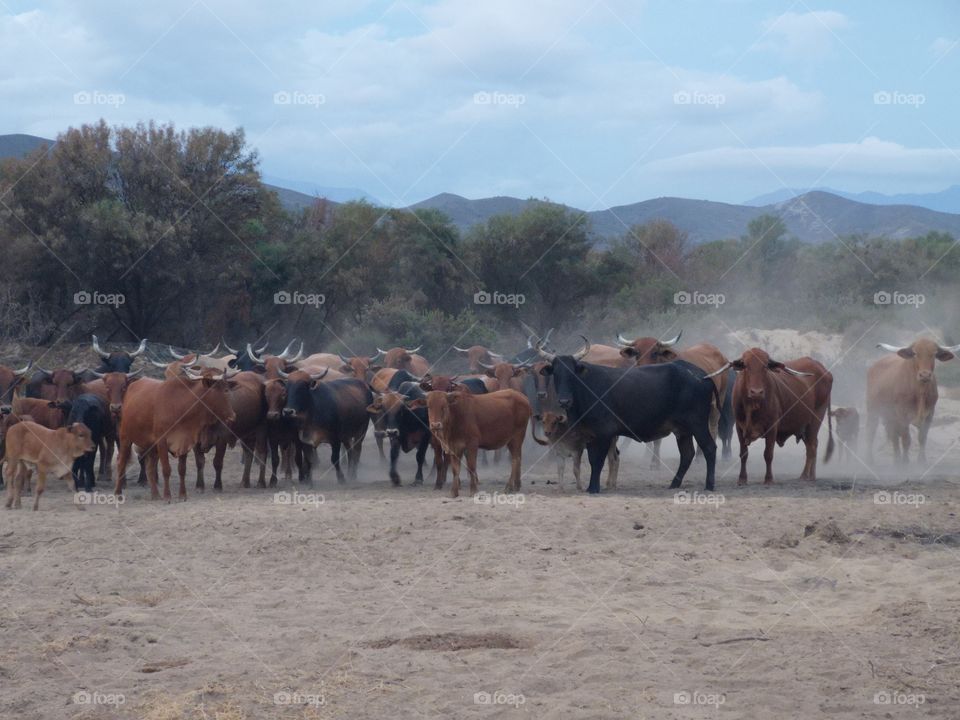 Cattle stirring the dust