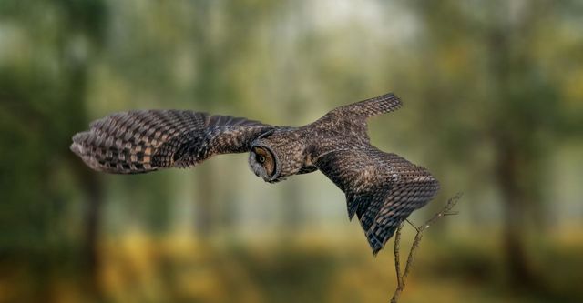 Beautiful and cute bird