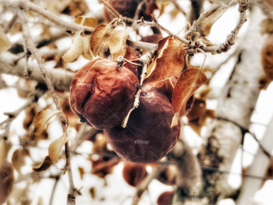 Frozen Fuji apples that will serve to produce Neige Winter Harvest Ice Cider