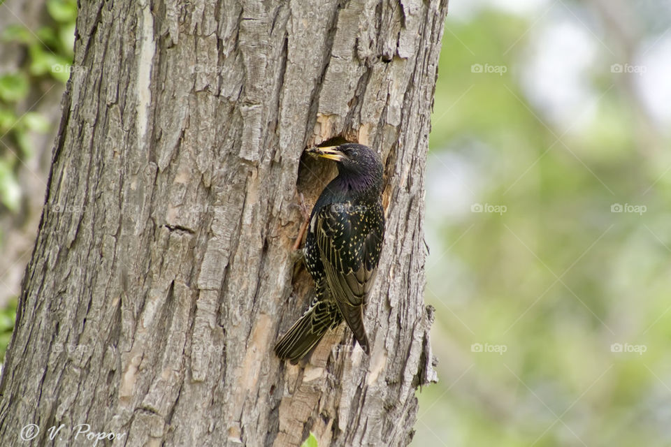 Common starling