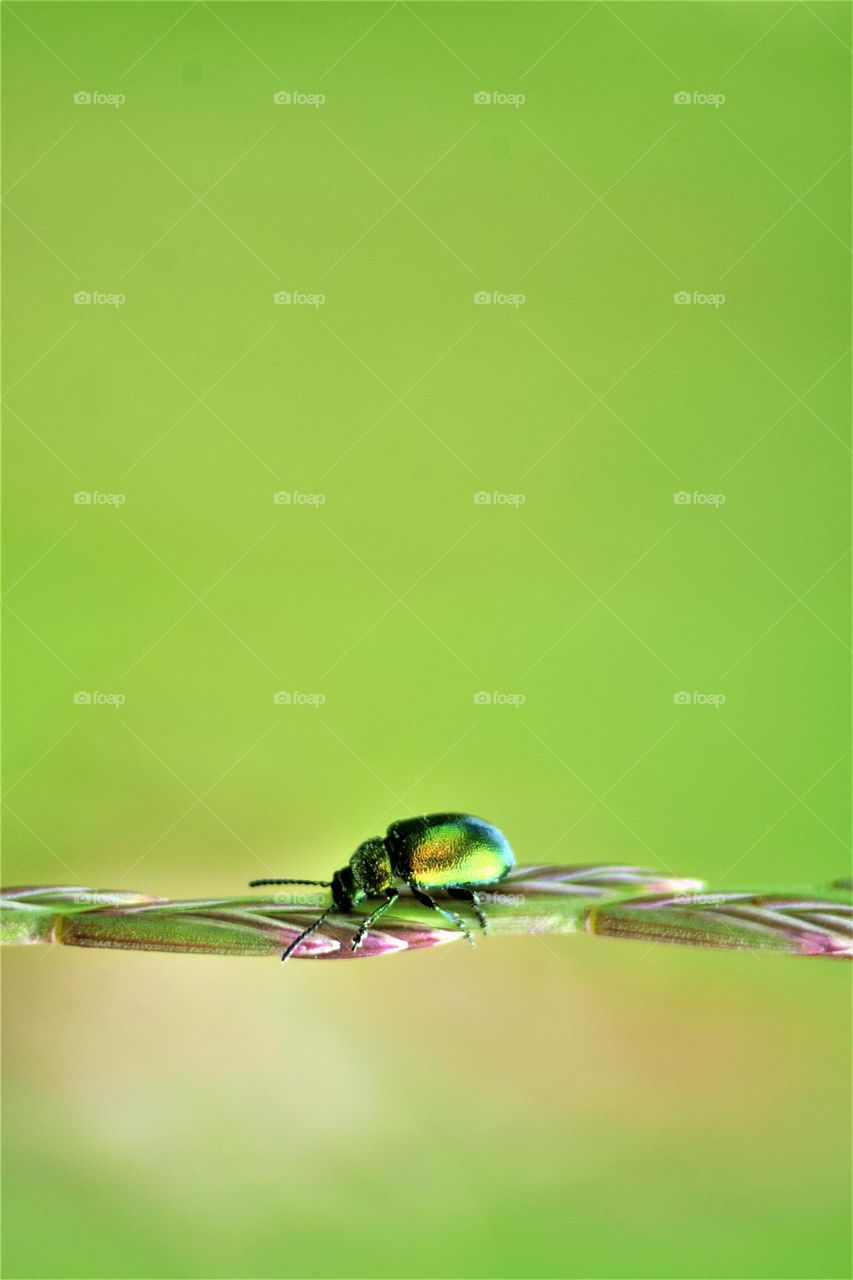 beautiful shiny green and gold insect on a plant with green background close up macro picture