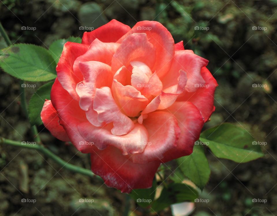 Red Rose - Kashmir Valley