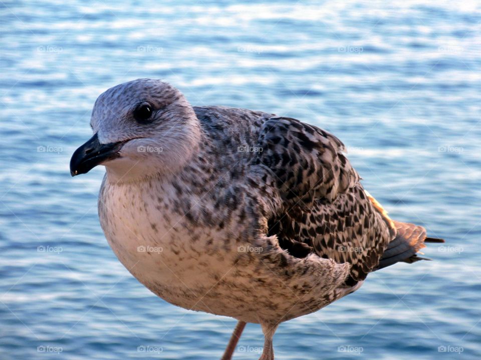 Seagull in Naples (Italy)