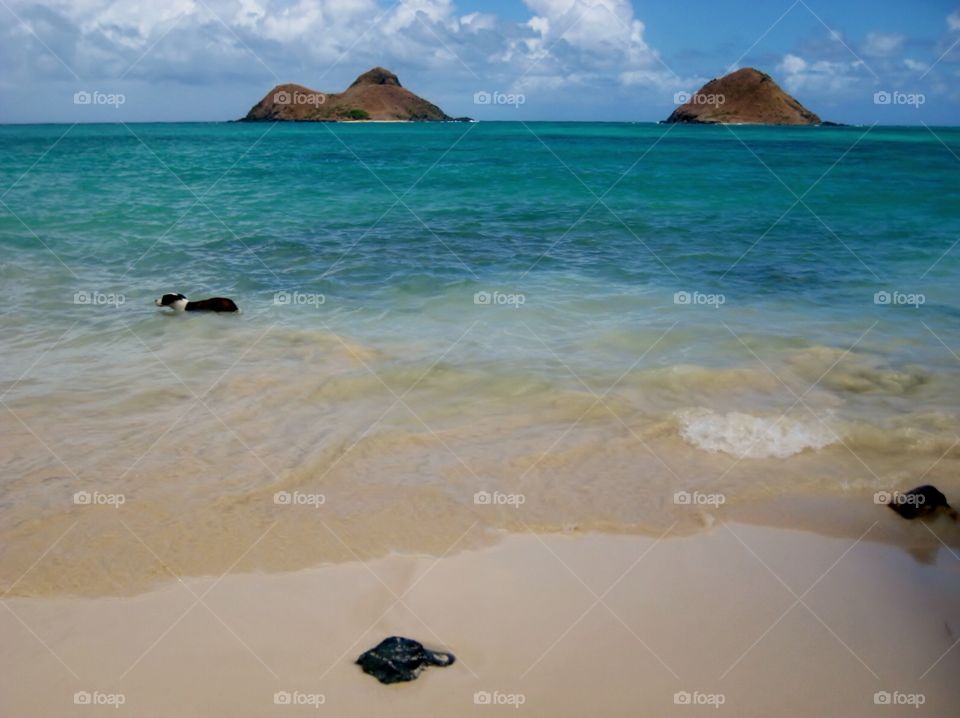 Dog Taking a Swim