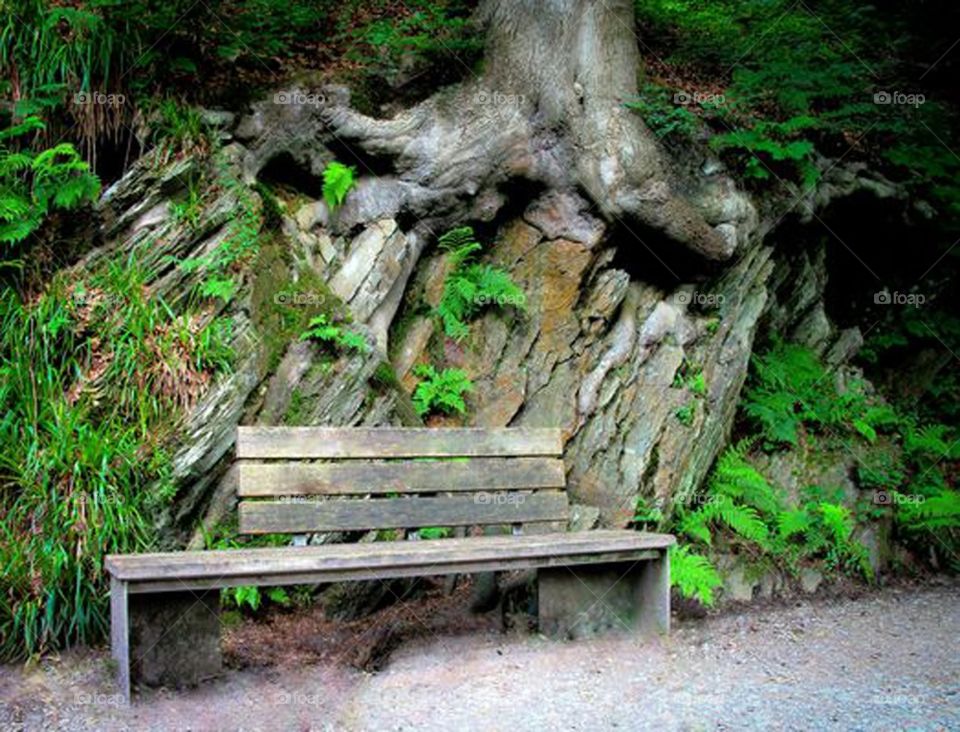 Bench nature