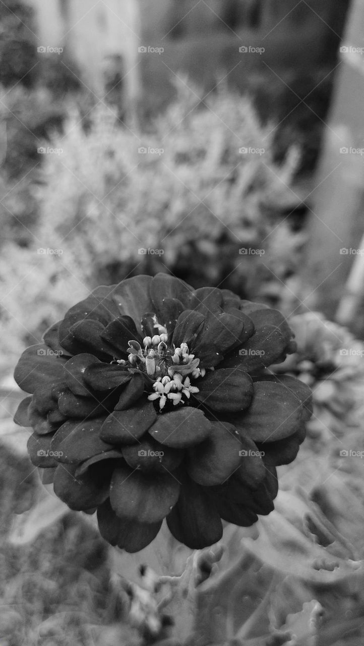 Black flower